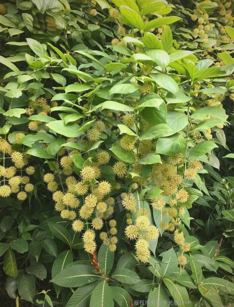 钩藤的健康功效