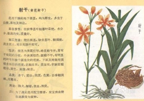 抗炎抑菌,提高免疫力,提高免疫力