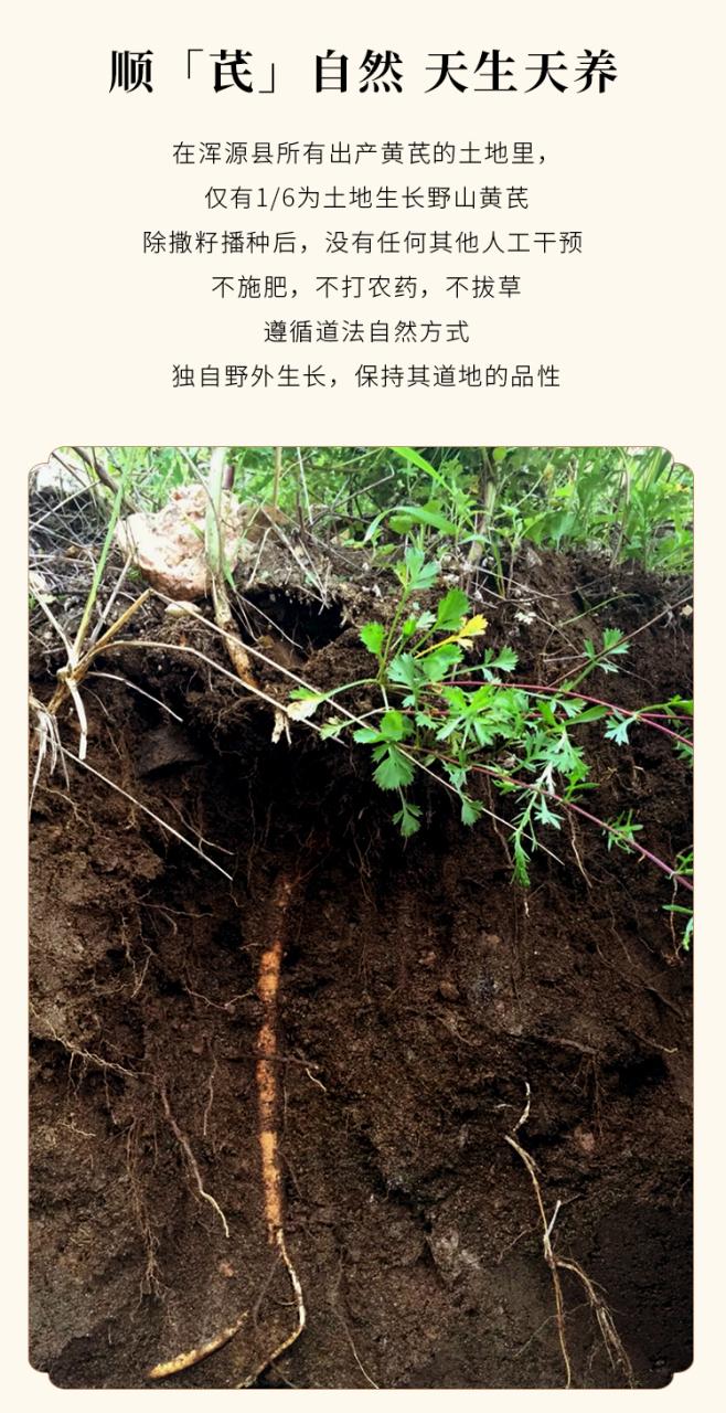 北芪的日常食用方式