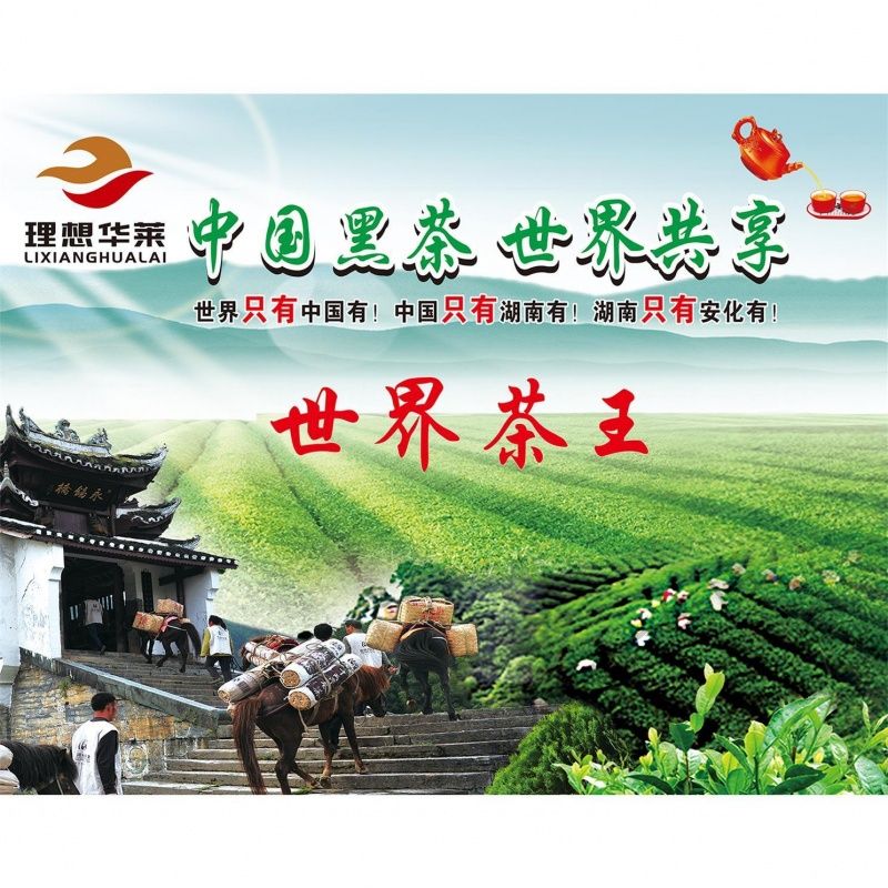 四、安化黑茶,不只是茶,更是一种生活方式