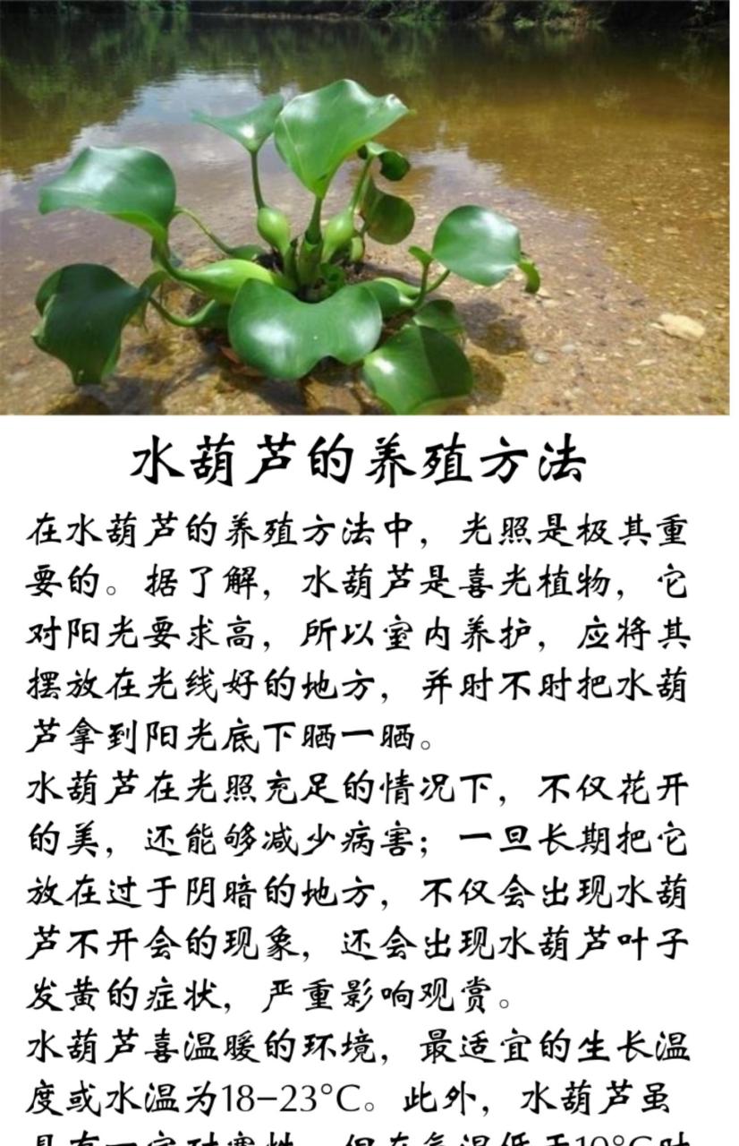 促进消化,增强免疫力