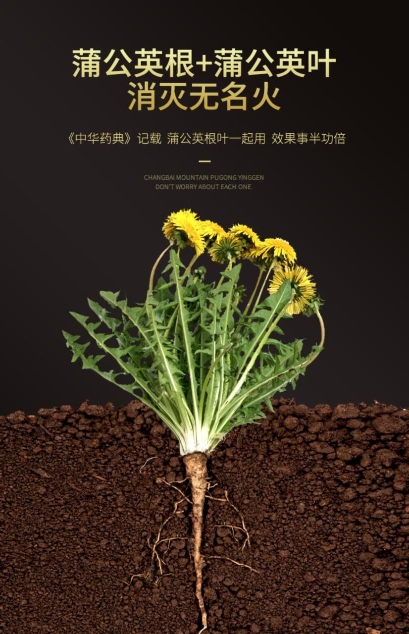 怎样正确饮用蒲公英茶?