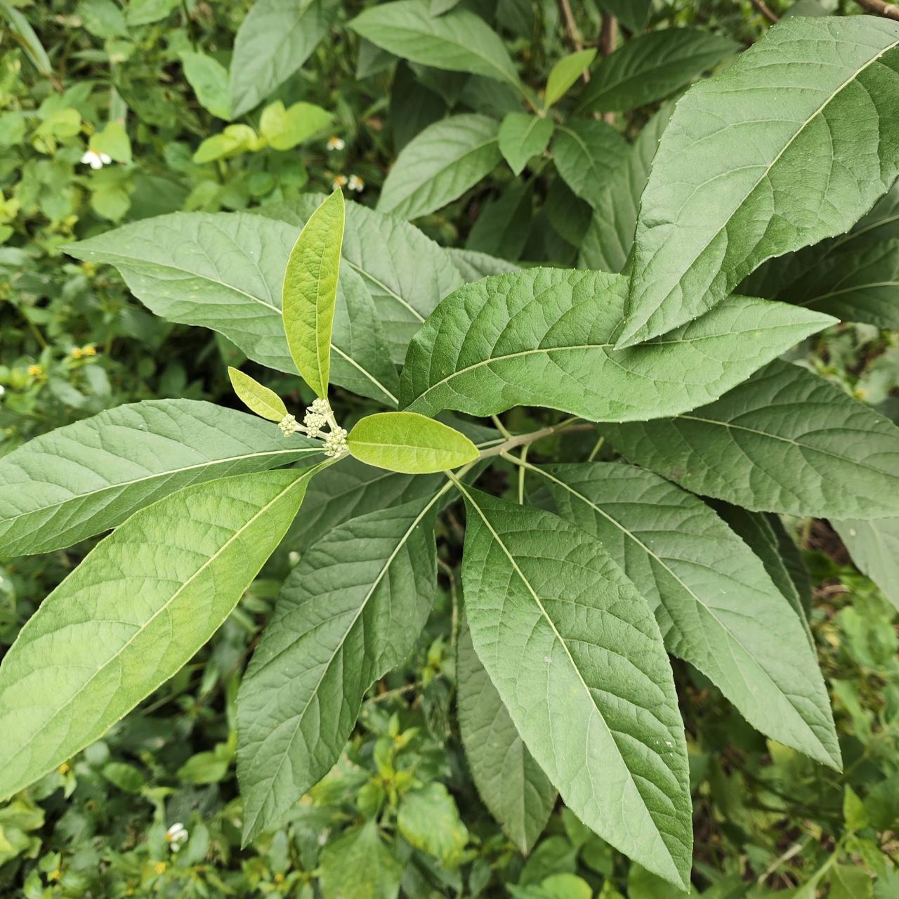 操作方法多种多样