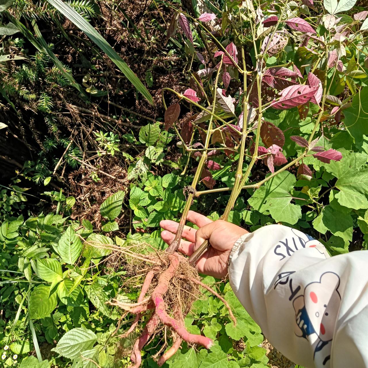 比较常见的用途和吃法