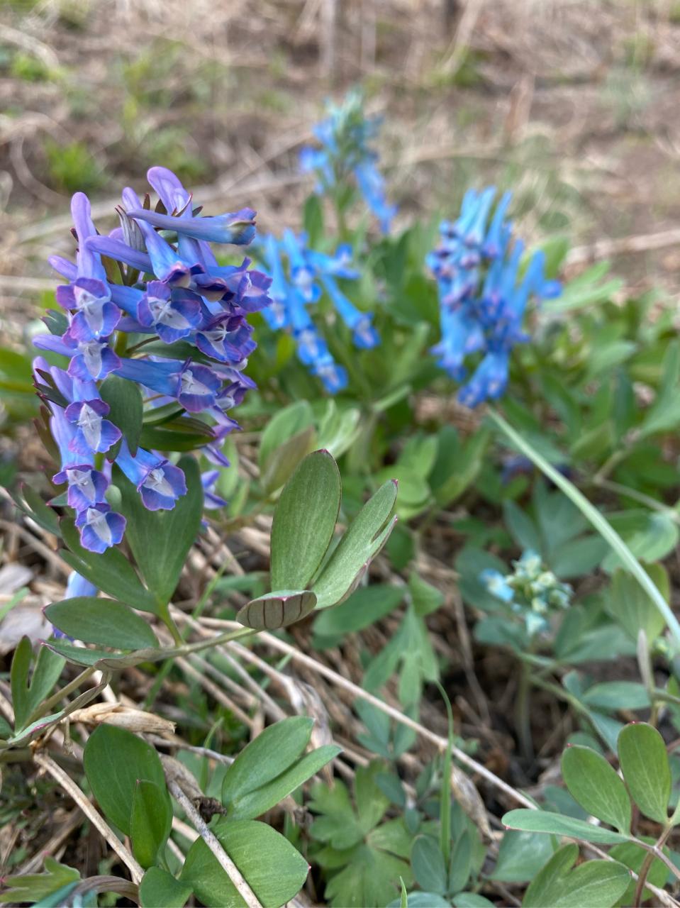延胡索的健康益处