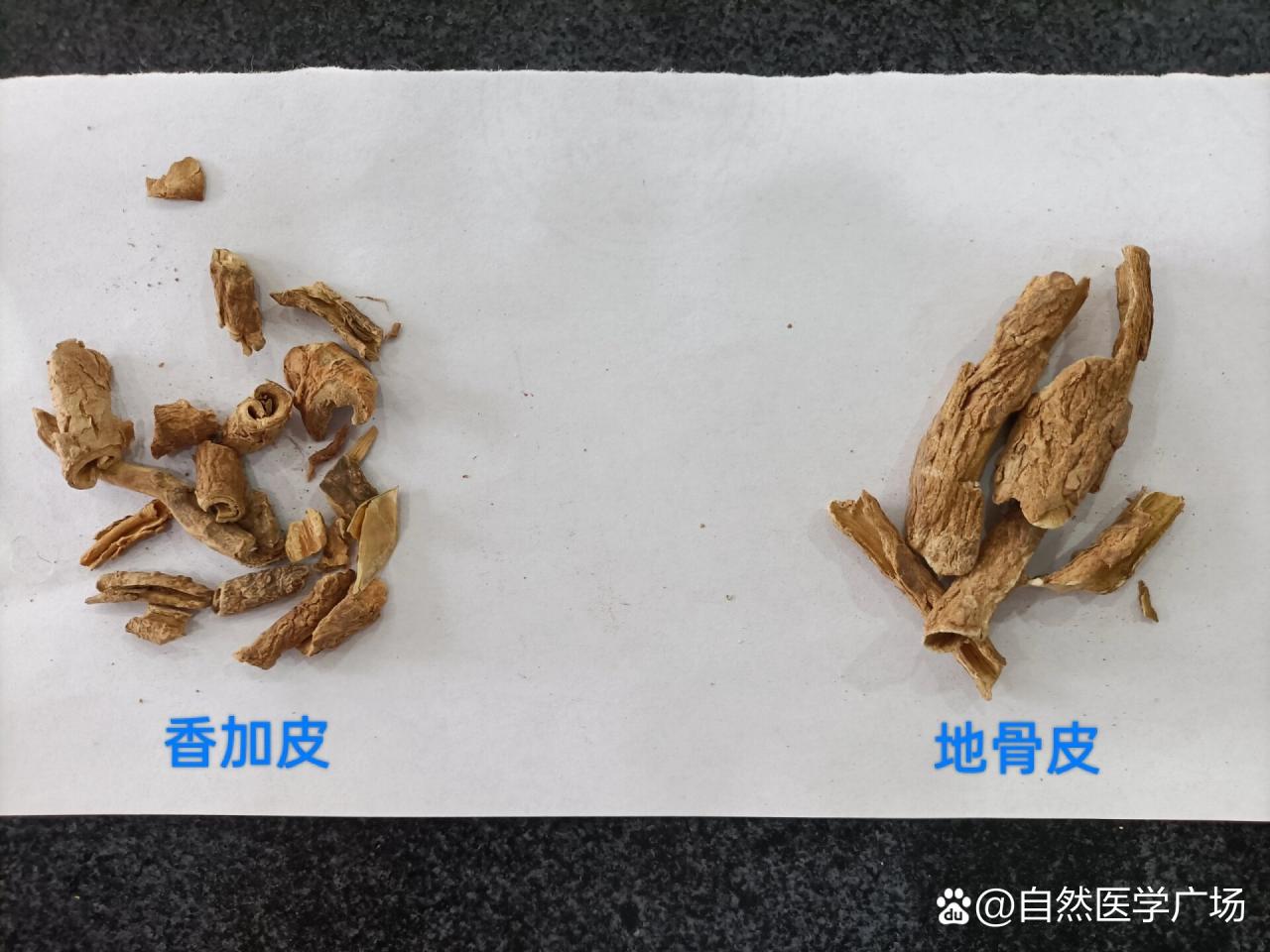 香加皮的常见用途