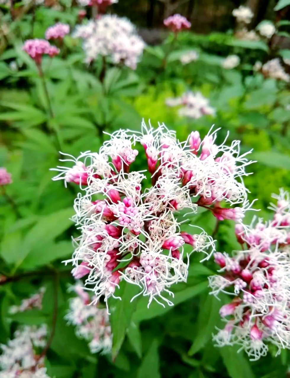 从古至今的健康守护者