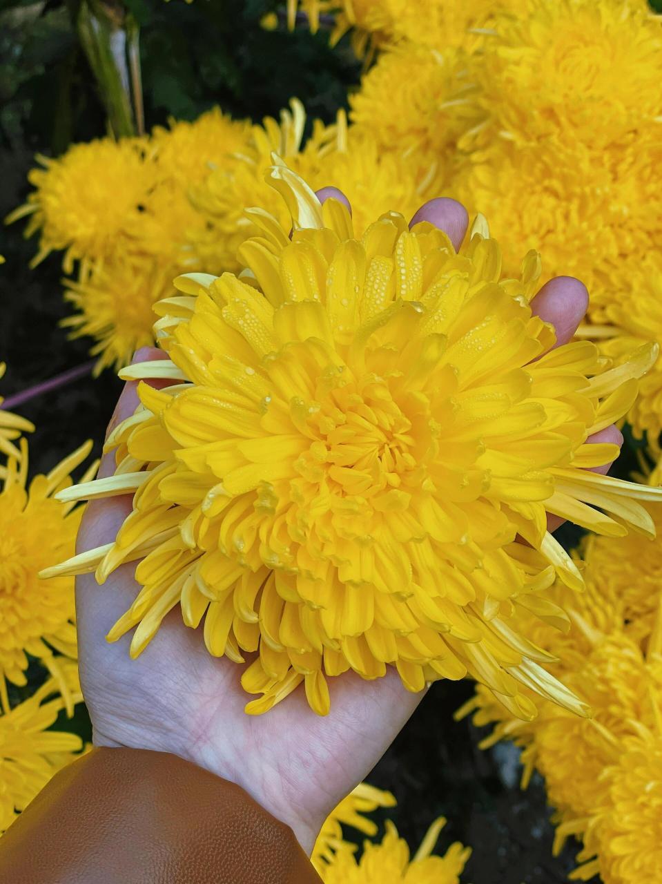 调节情绪,安神助眠