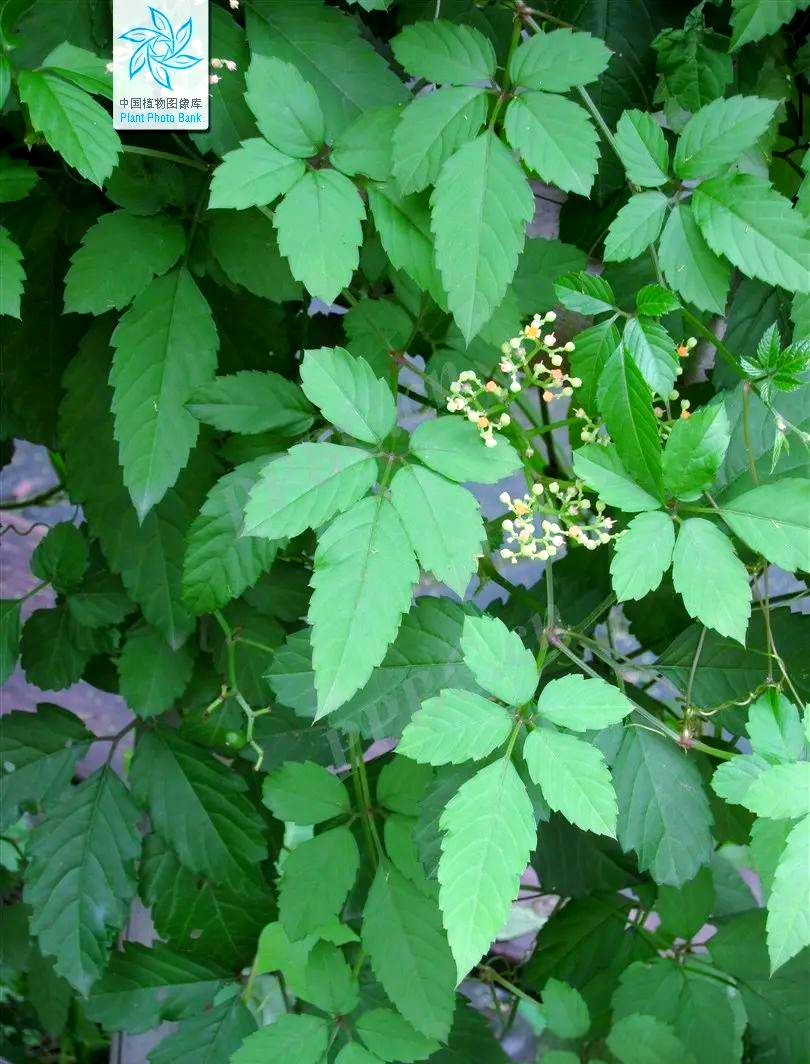 选择优质绞股蓝的必要性