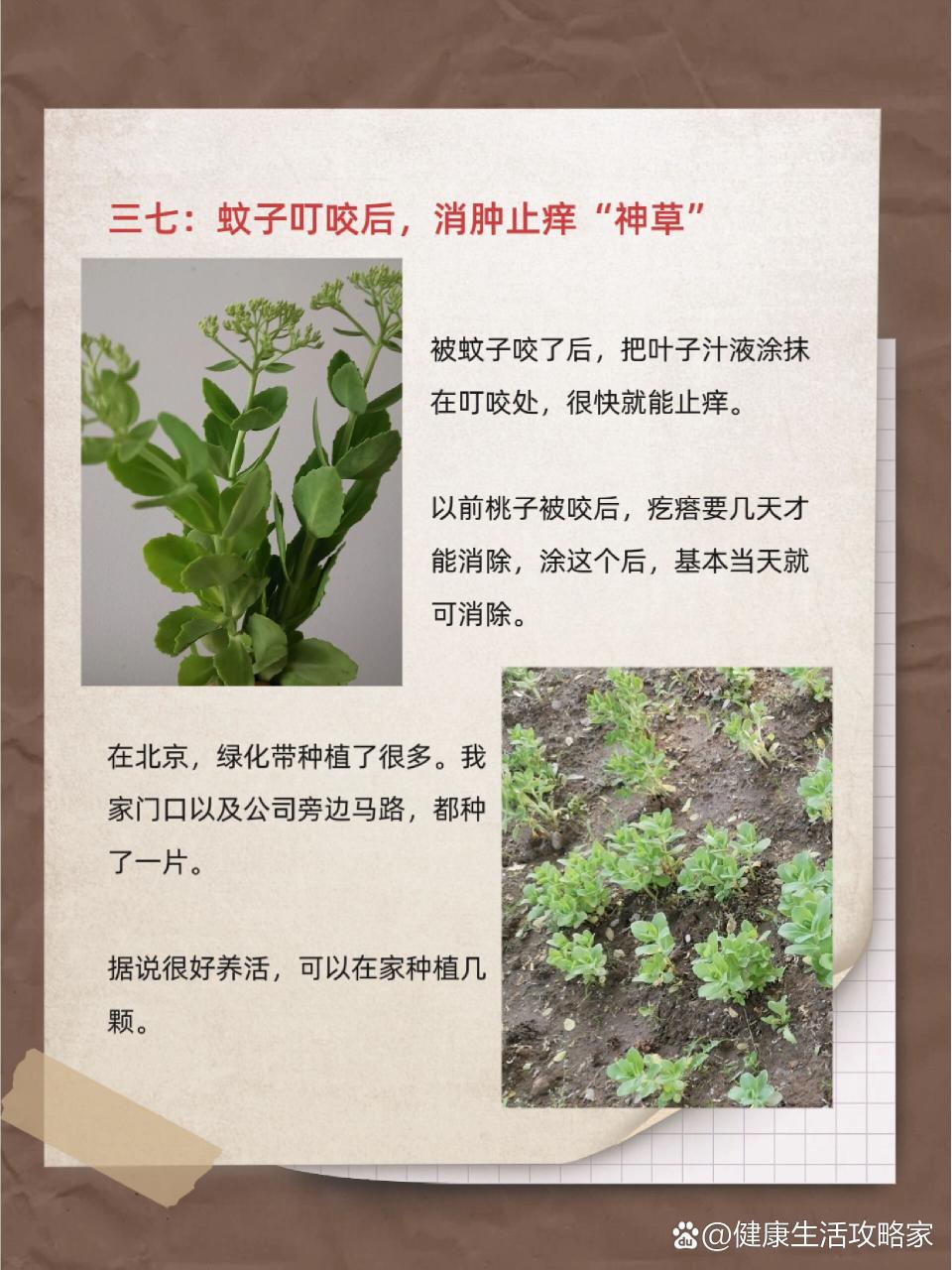 药用价值不可忽视