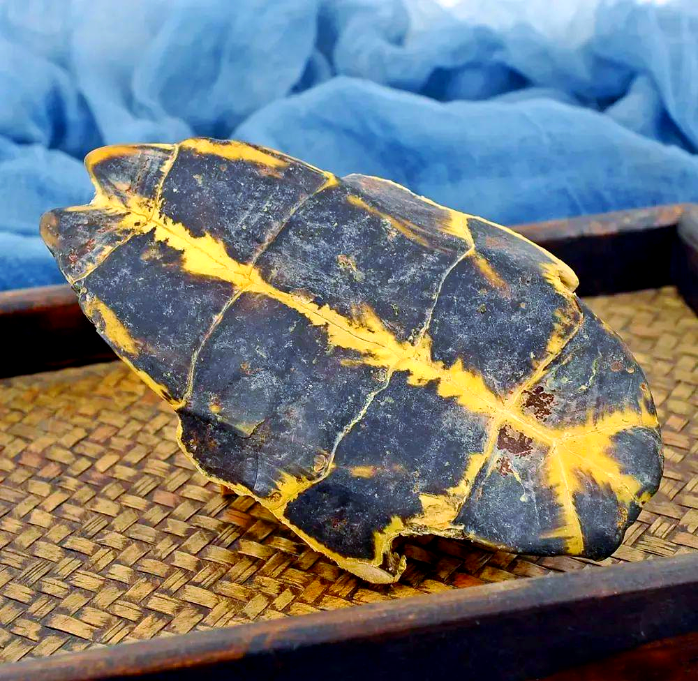 龟板在现代医学中的应用