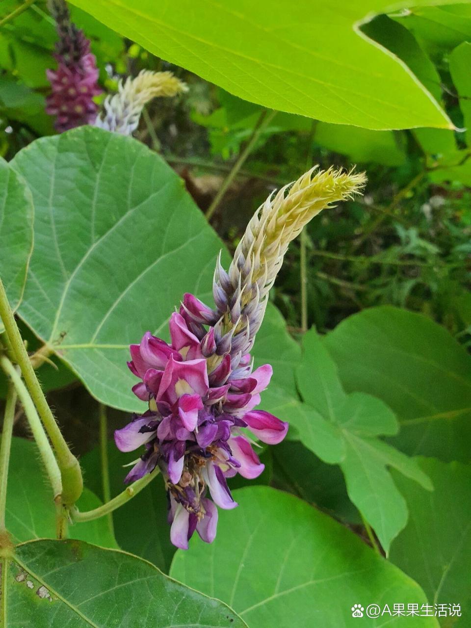 抗氧化,延缓衰老