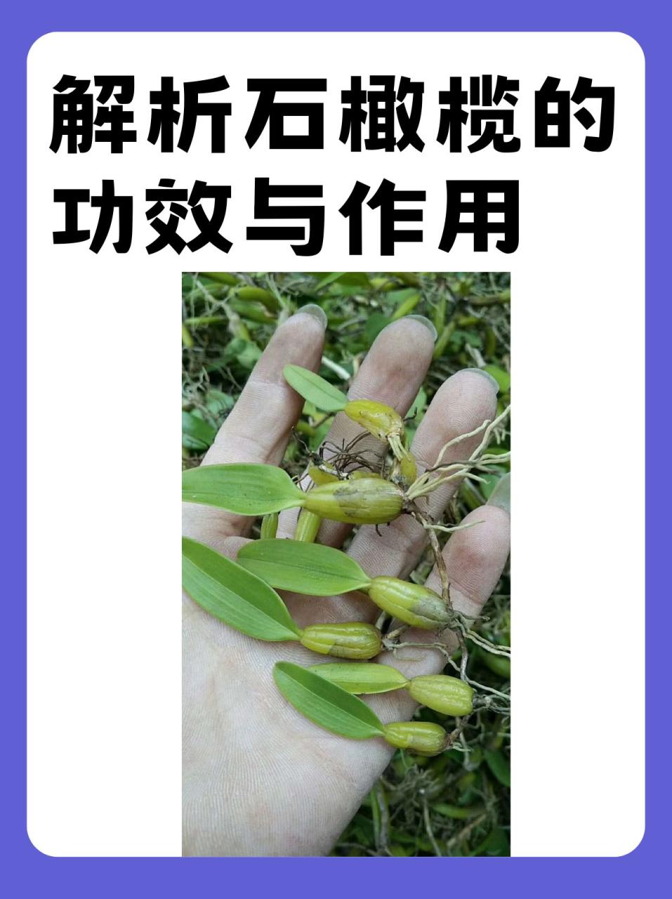 促进消化,改善肠胃功能