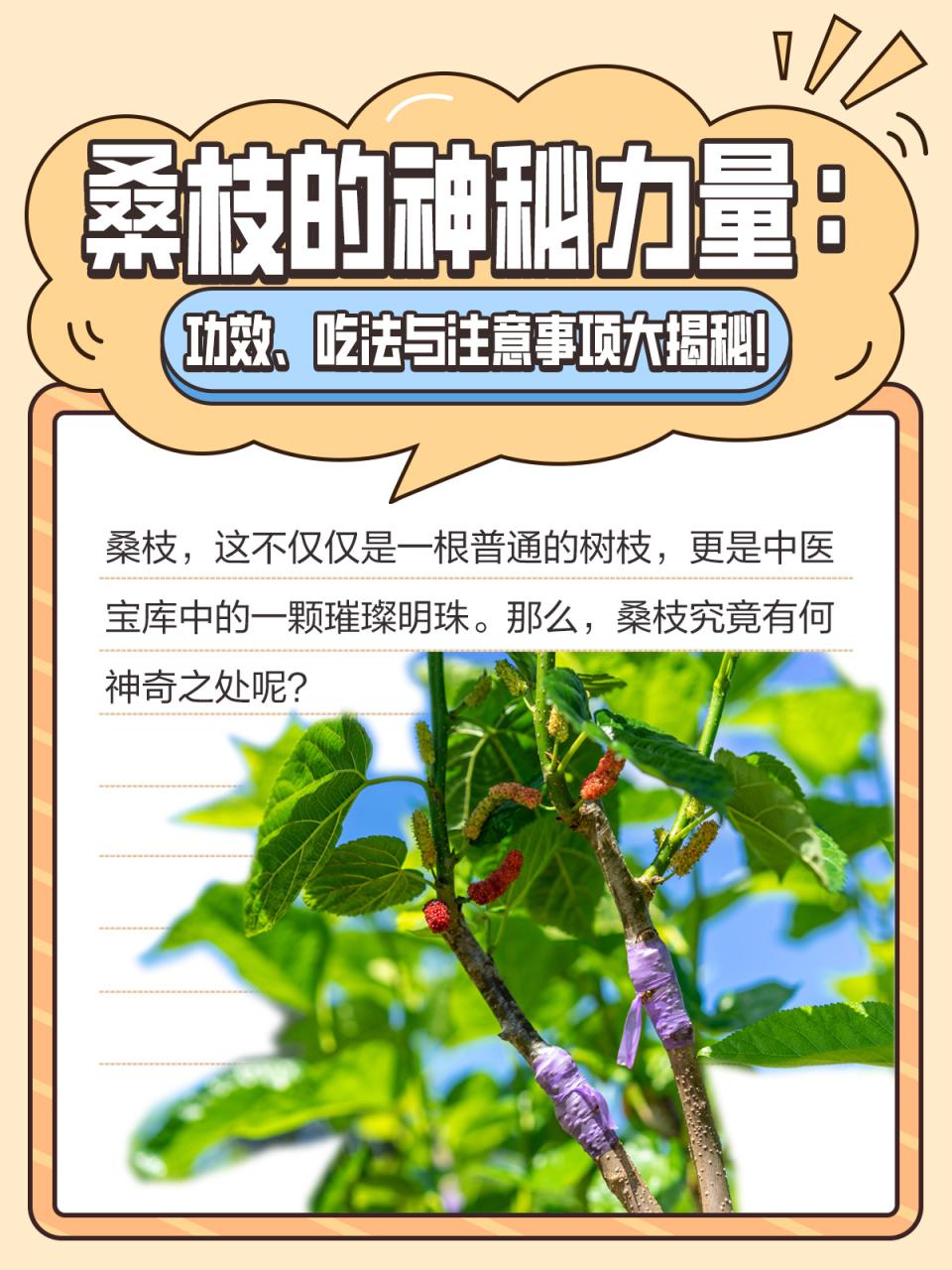 桑枝的现代应用