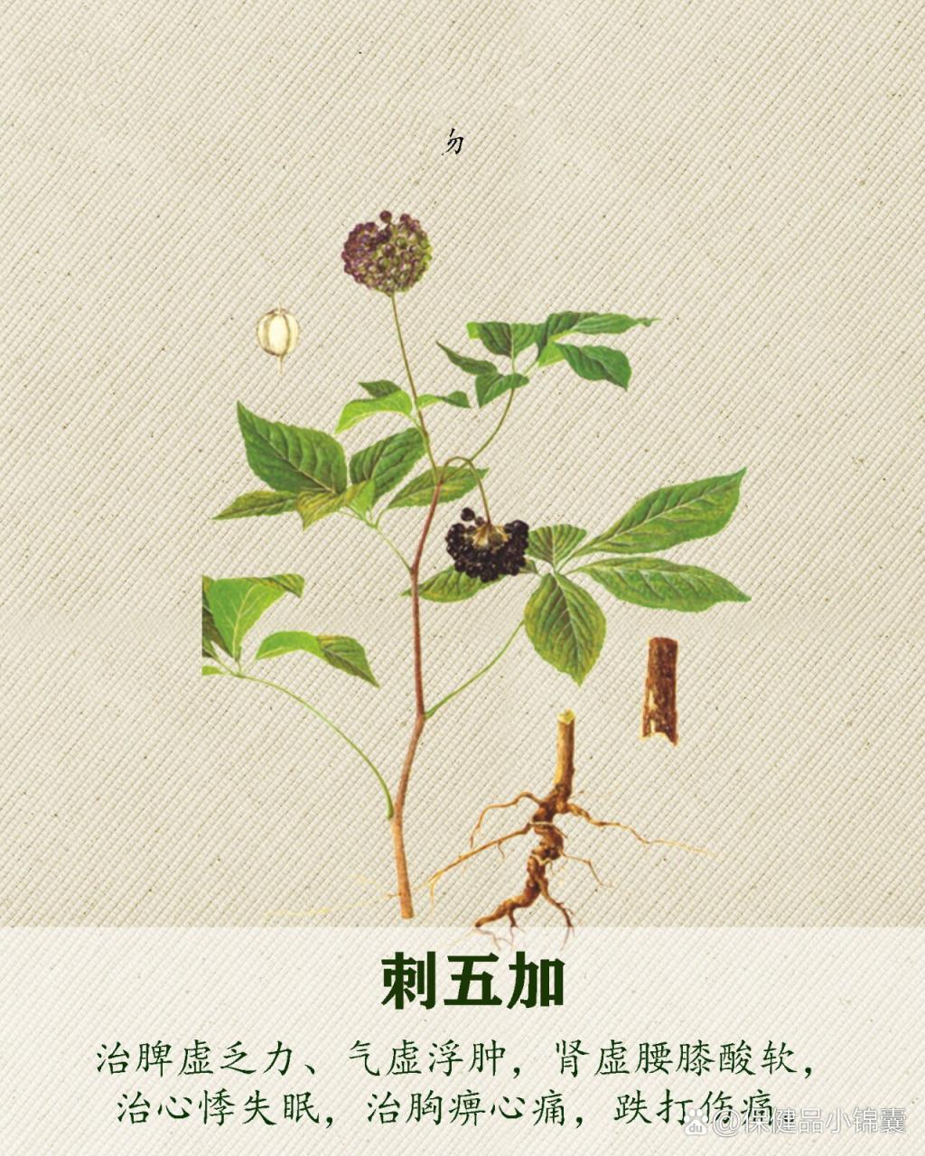 抗疲劳,改善精神状态