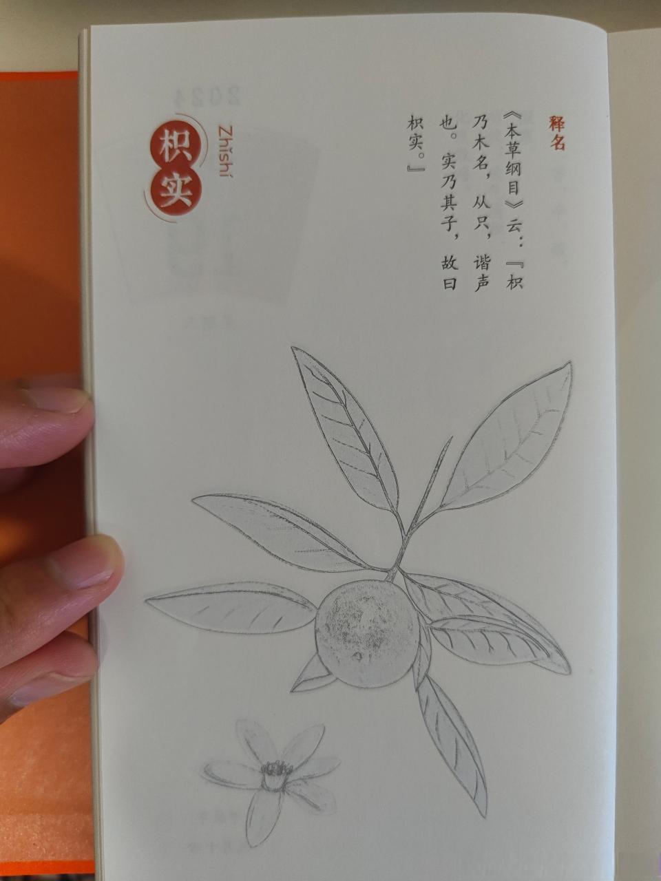 枳实的现代研究与健康益处