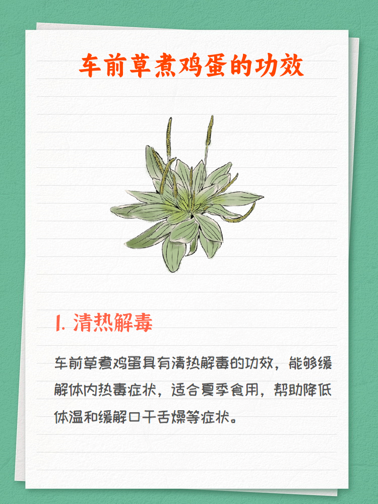 什么是车前草?