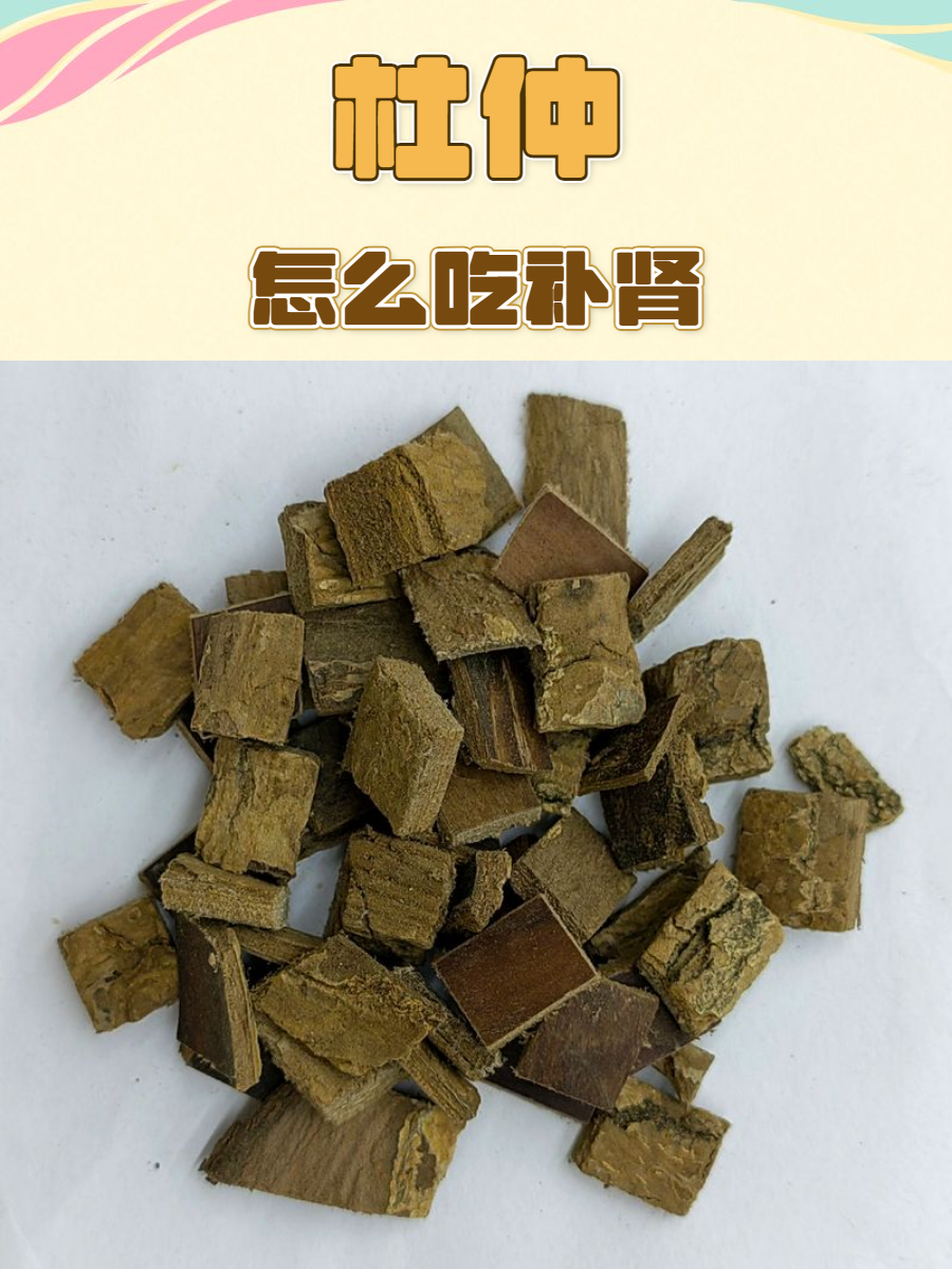 杜仲用途在日常日常生活