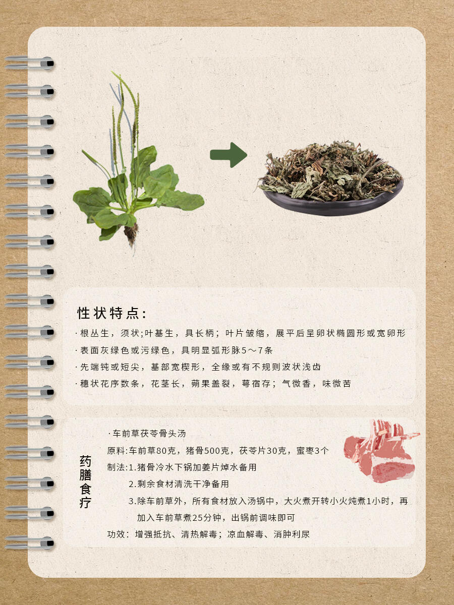 想要健康生活,不妨从认识车前草开始