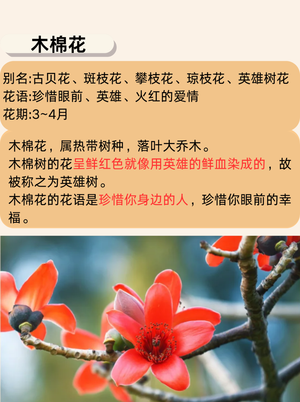 木棉花的健康益处