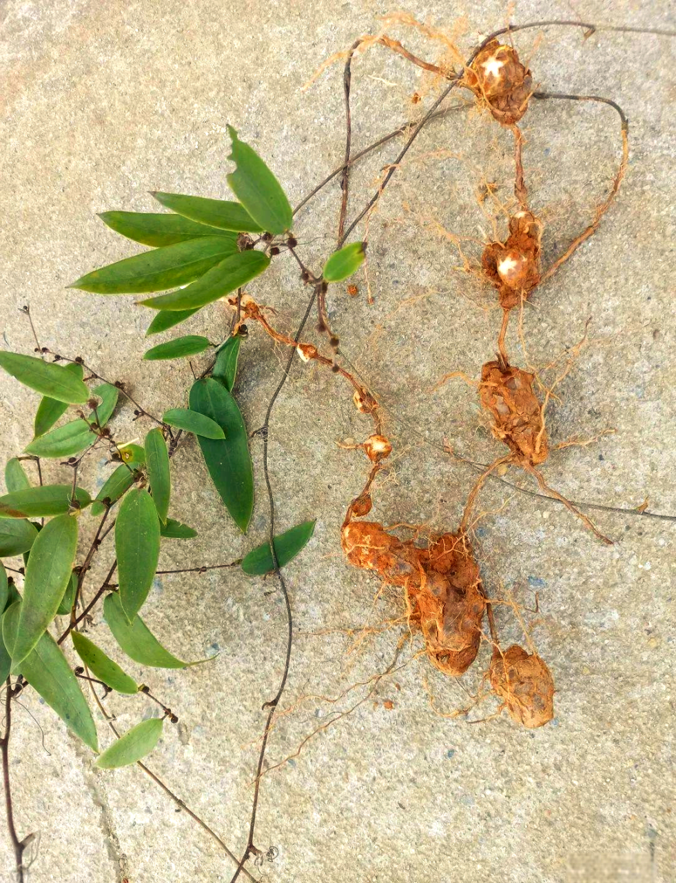 自然的力量,值得信赖