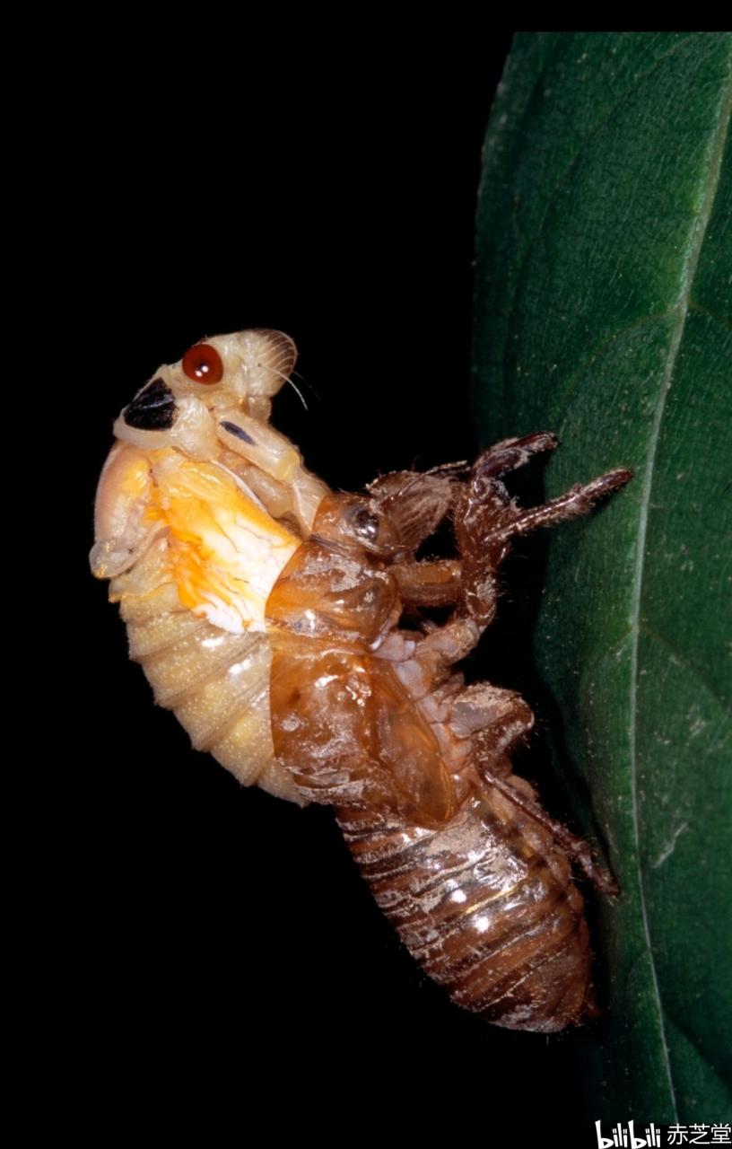 常见用途与使用方法