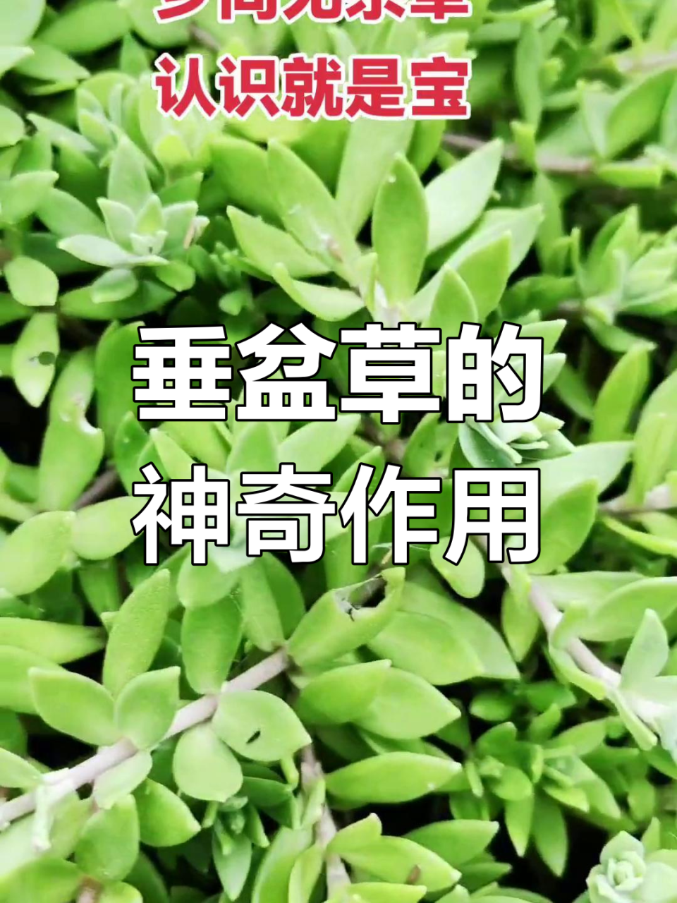 利于伤口恢复长合