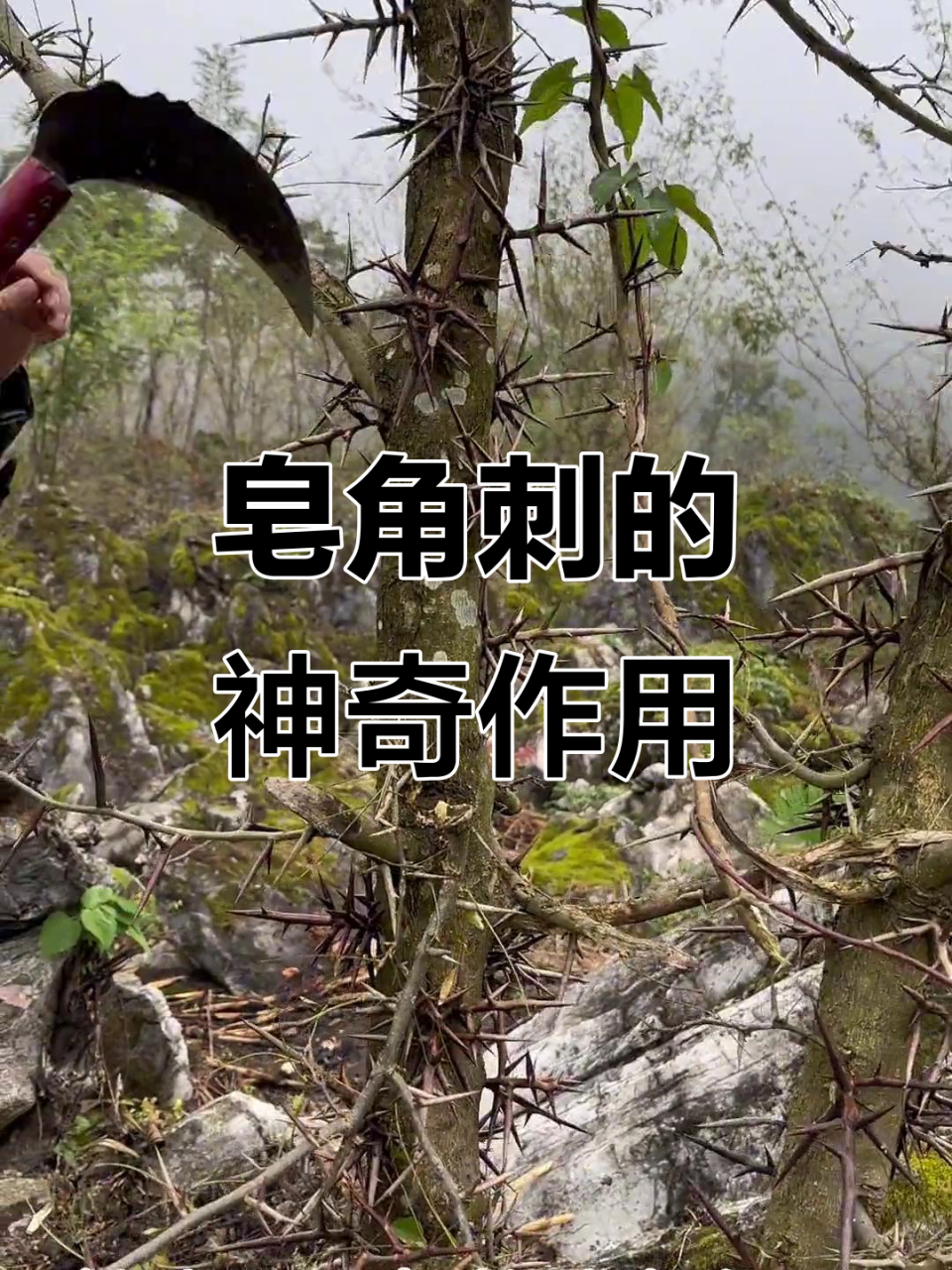 皂角刺的现代应用与前景