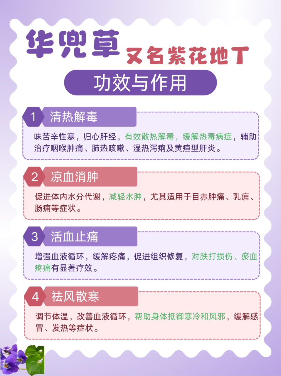 如何正确使用紫花地丁?