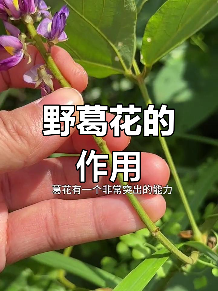 自然馈赠的健康之选