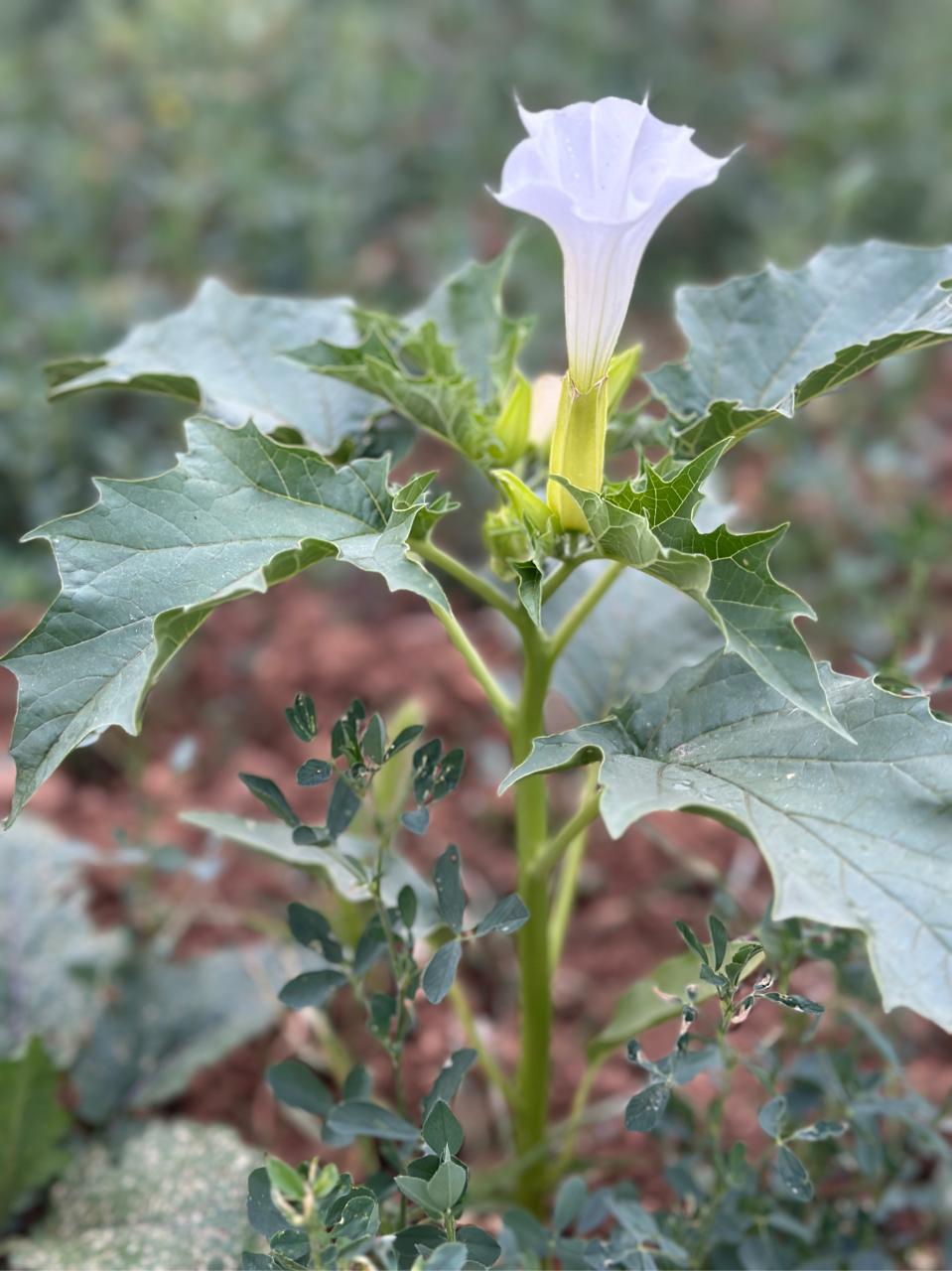 改善神经系统功能