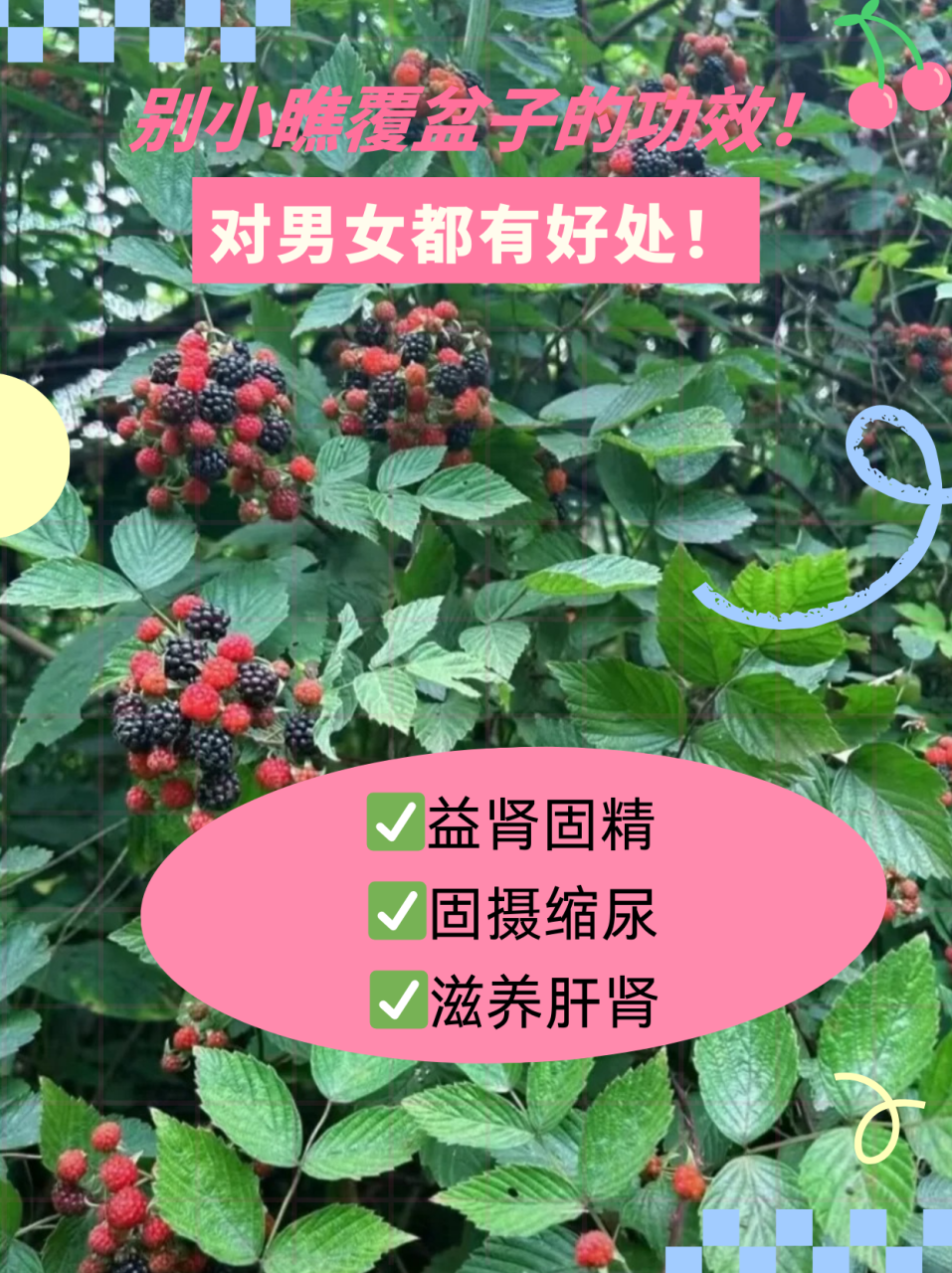 促进消化,改善肠道功能