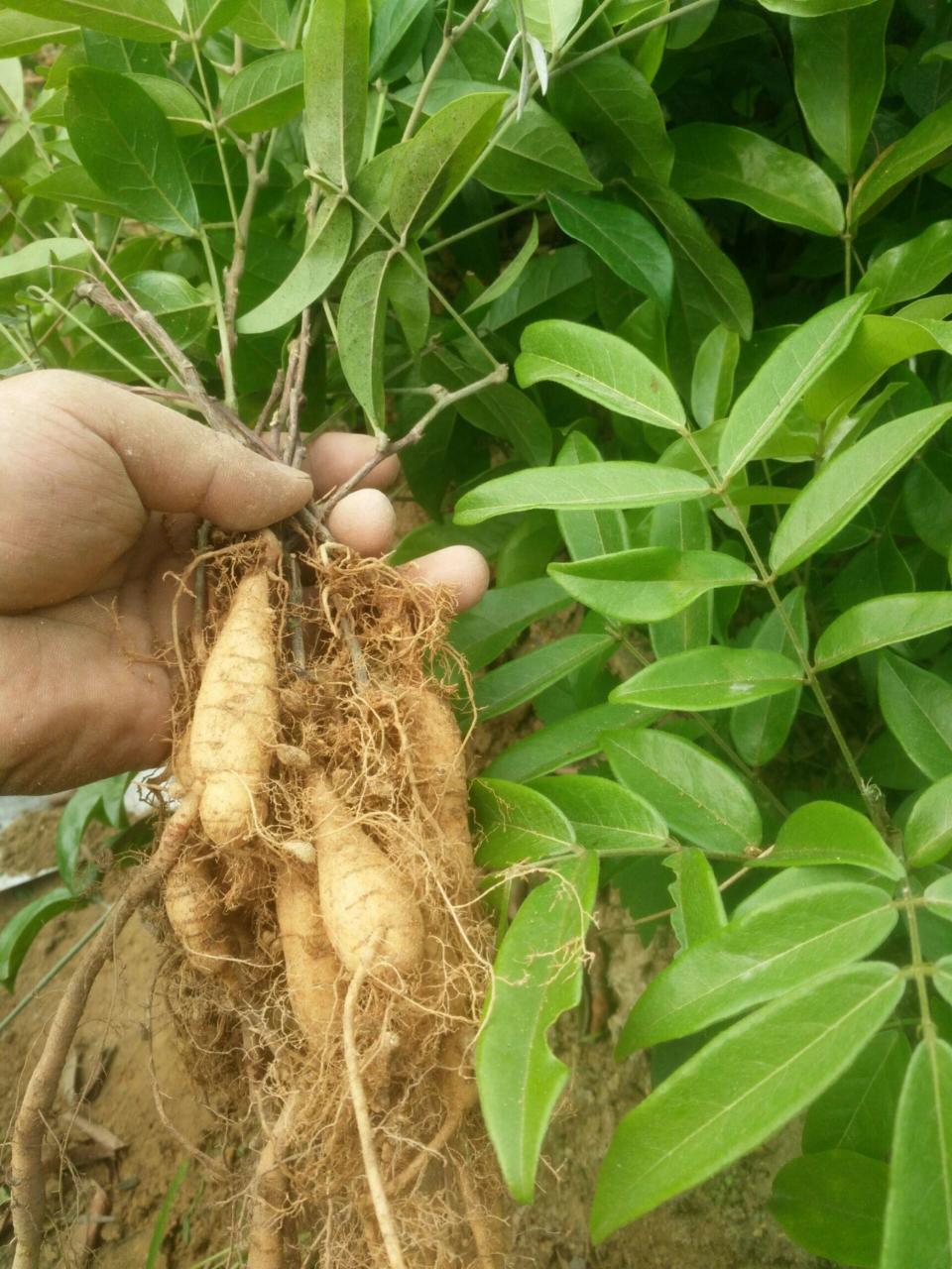 养生之道:牛大力的日常应用