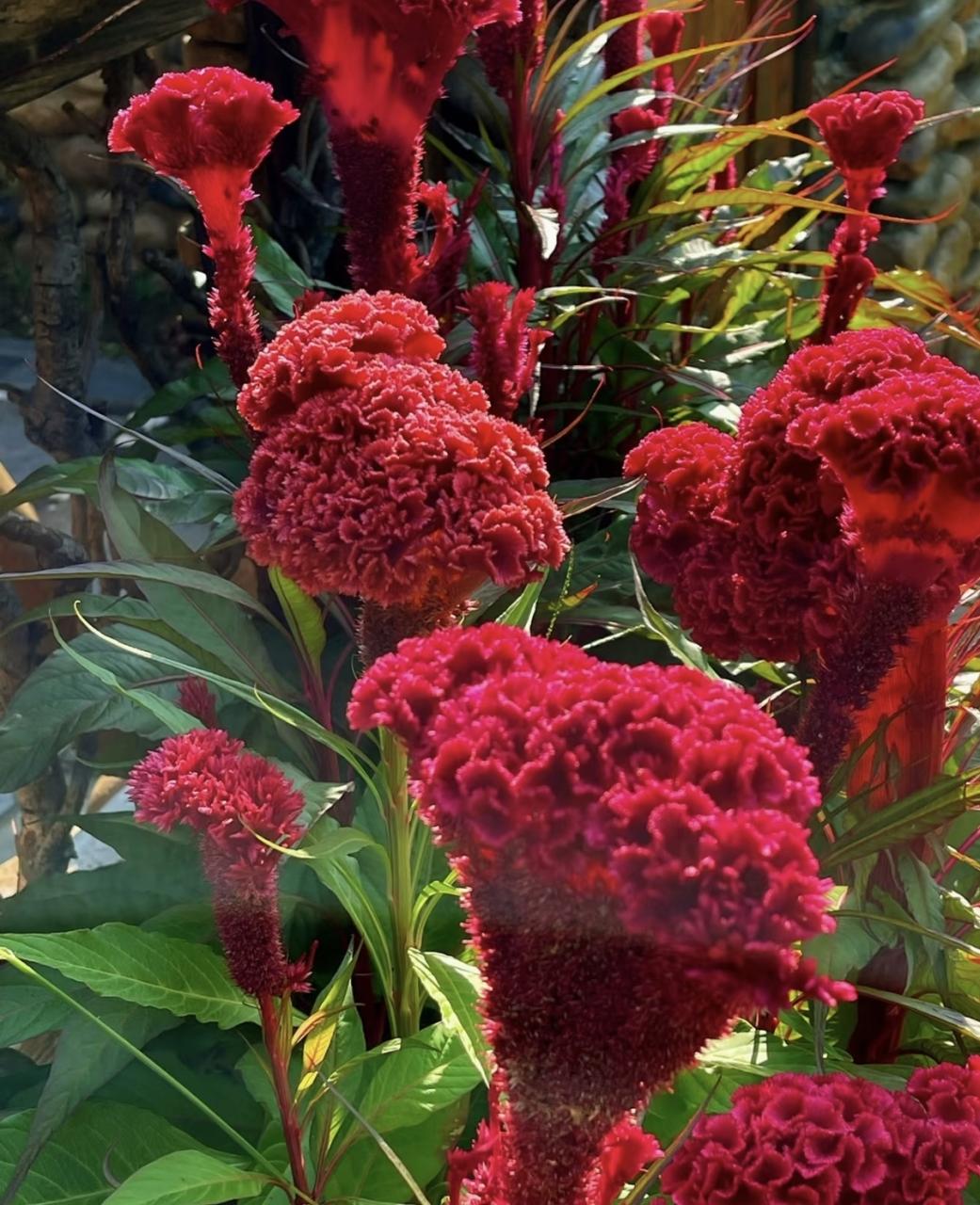 如何正确使用鸡冠花