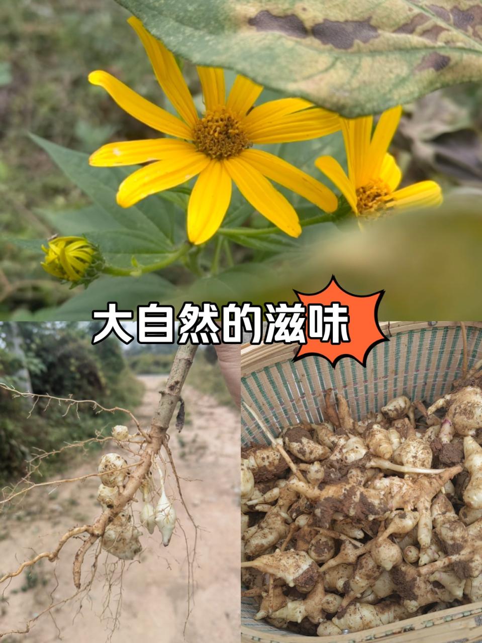 古典与现代的融合