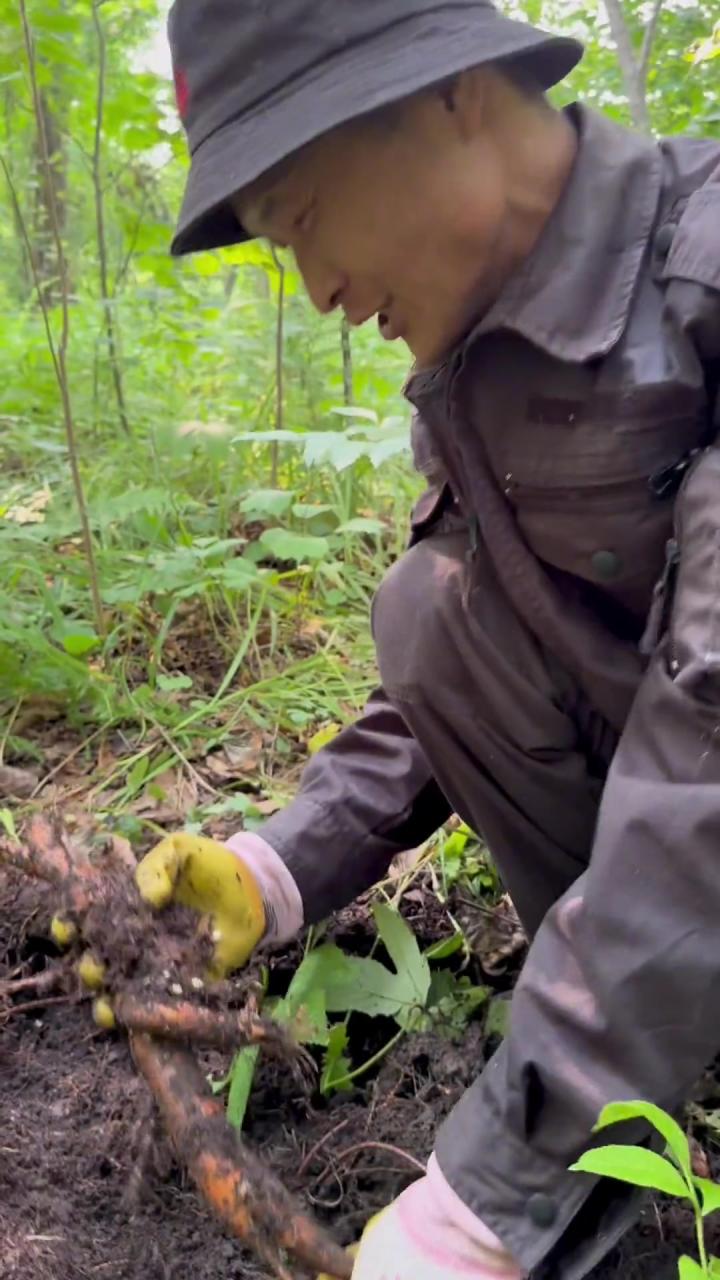 常见用途:外敷与内服的讲究