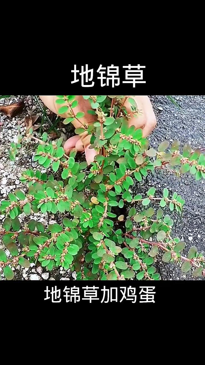 消炎止血的实用价值