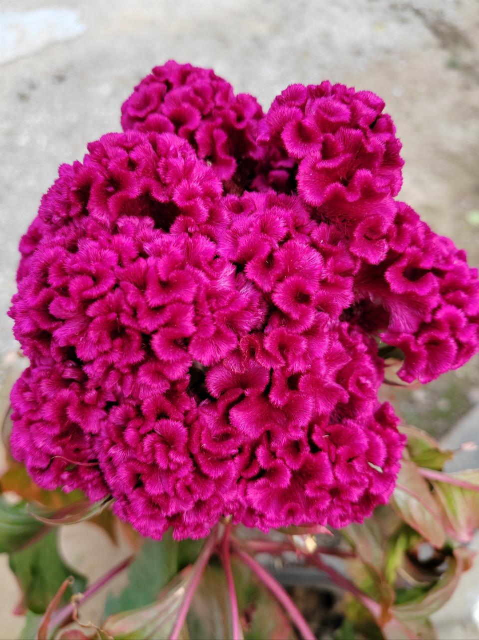 鸡冠花的现代应用与研究