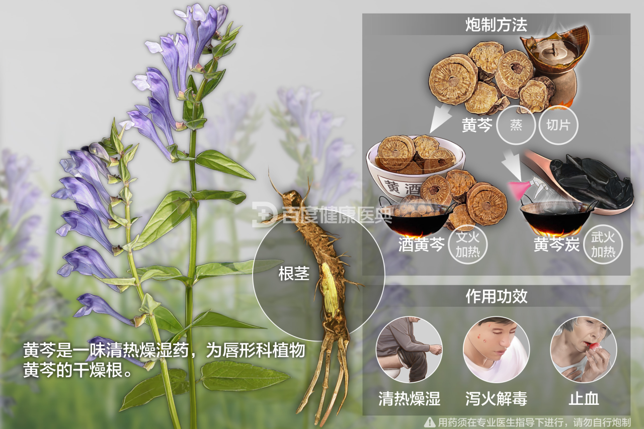 日常保健,从一剂黄芩开始