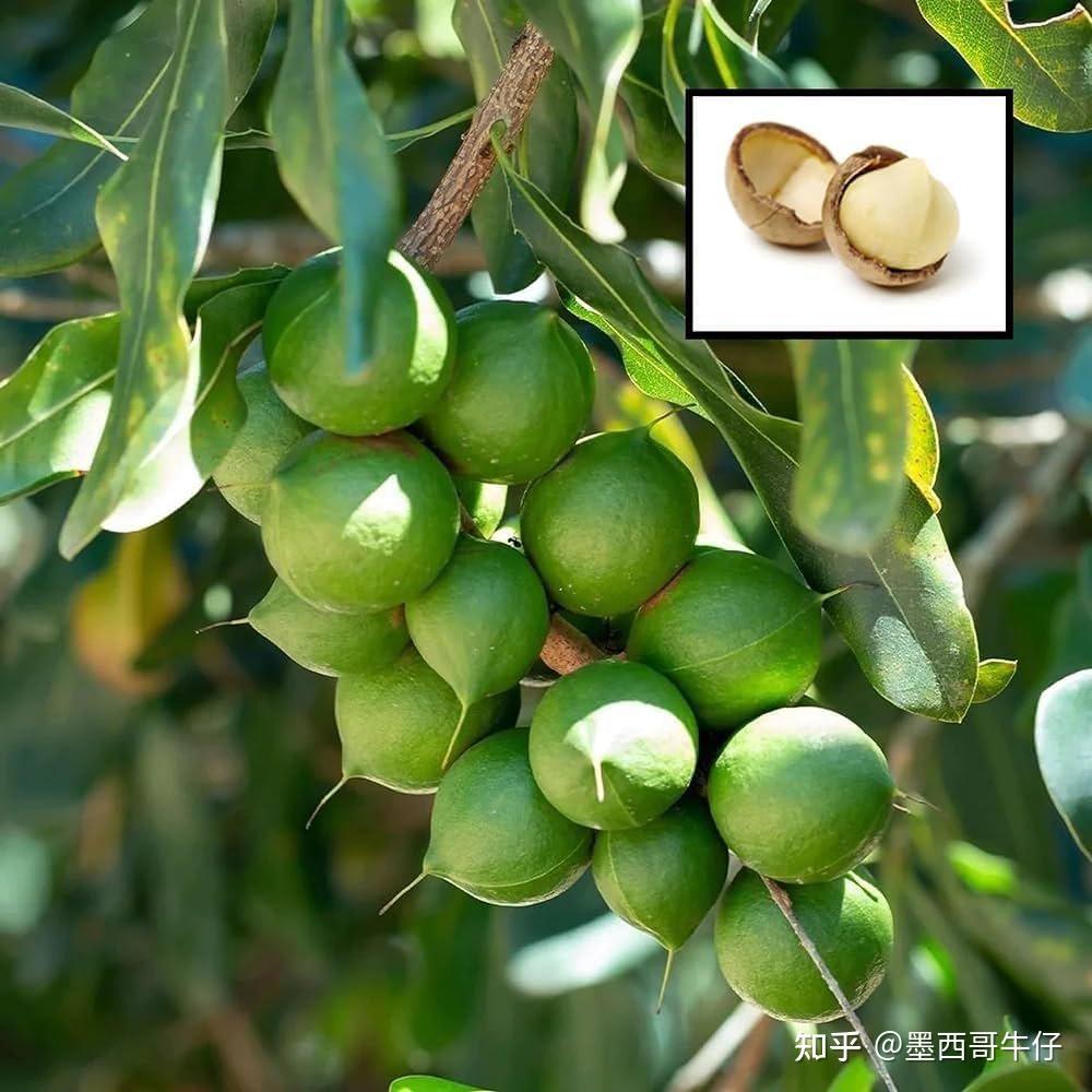 适合用于零食,满足味蕾与健康