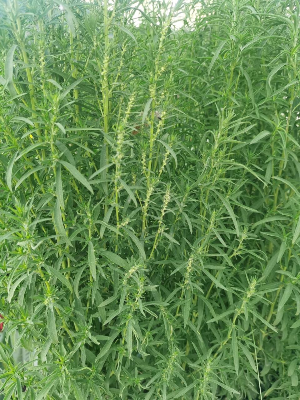 疏风止痒,护肤养颜