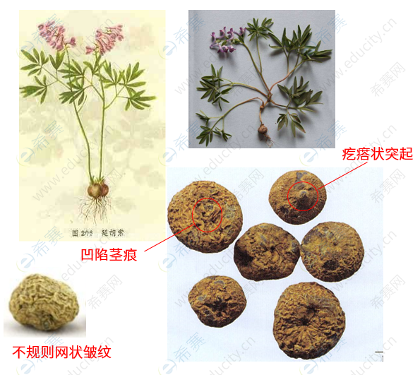如何正确使用延胡索?