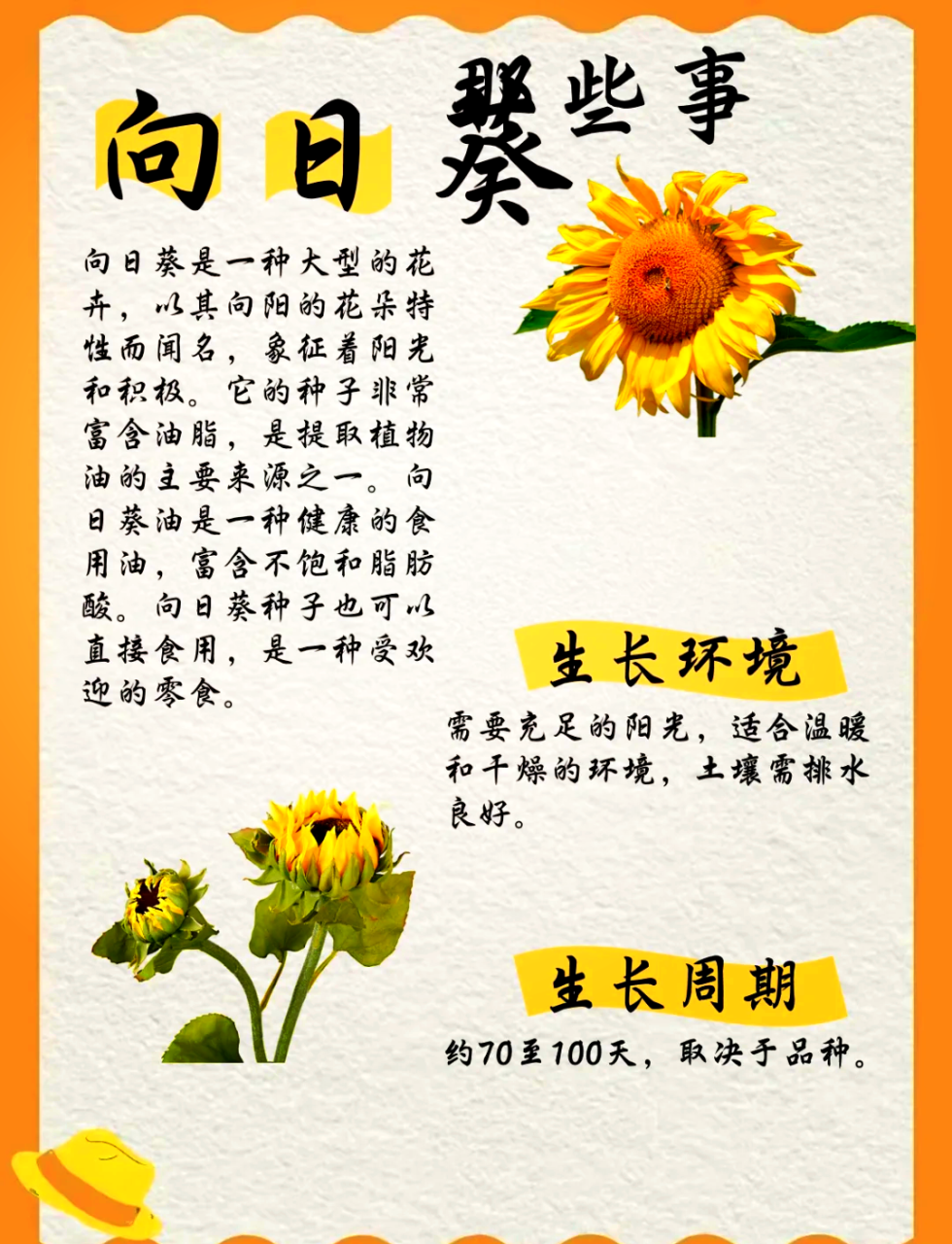 抗氧化,延缓衰老