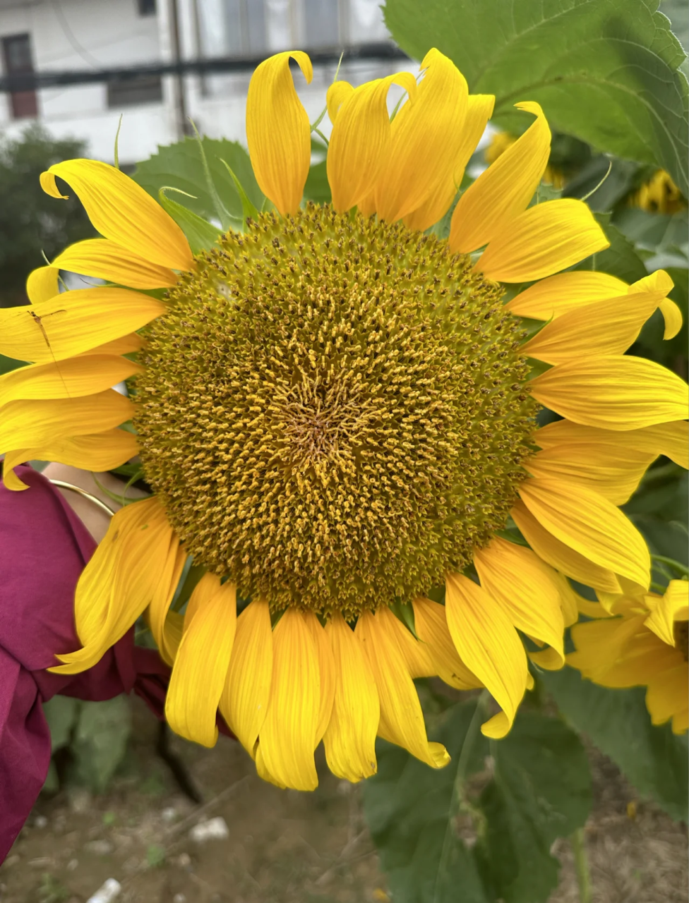 适量食用,健康更长久