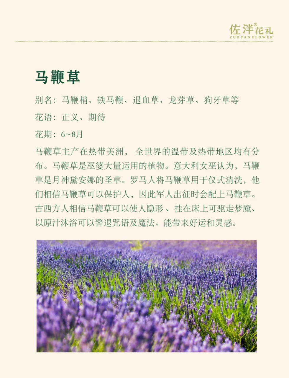 三、马鞭草的常见用途