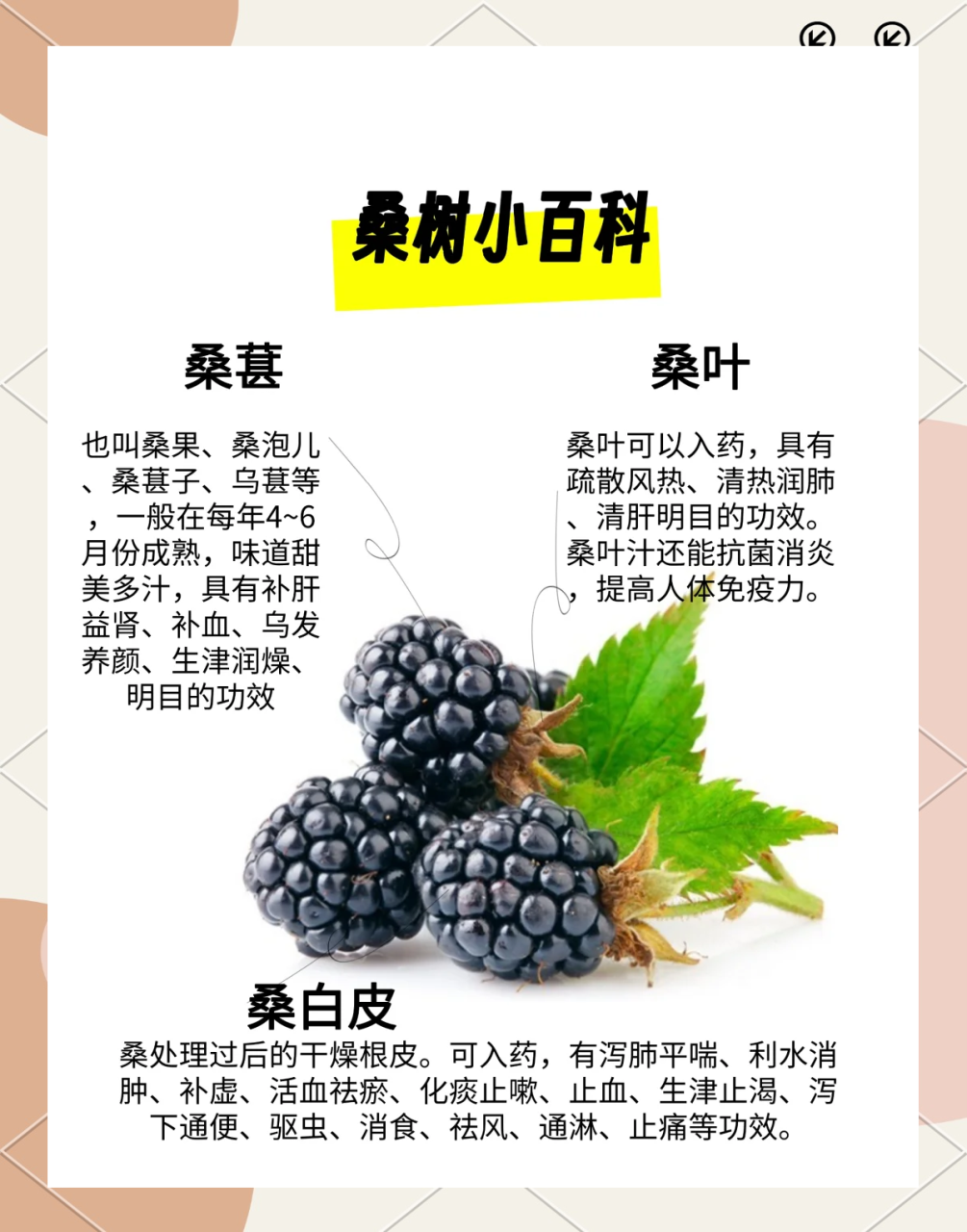 多吃桑椹,养生更轻松