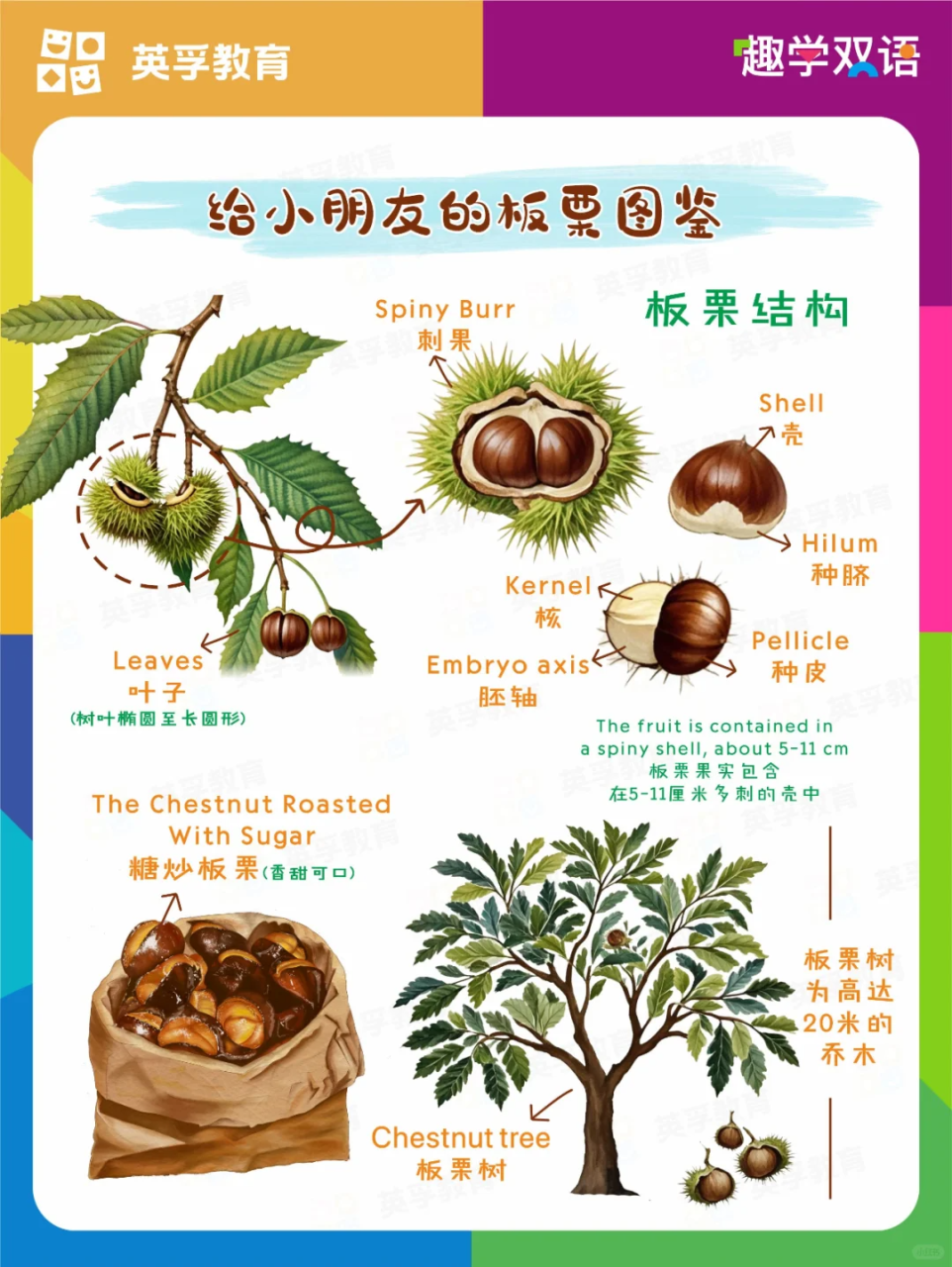 有助于补气养血