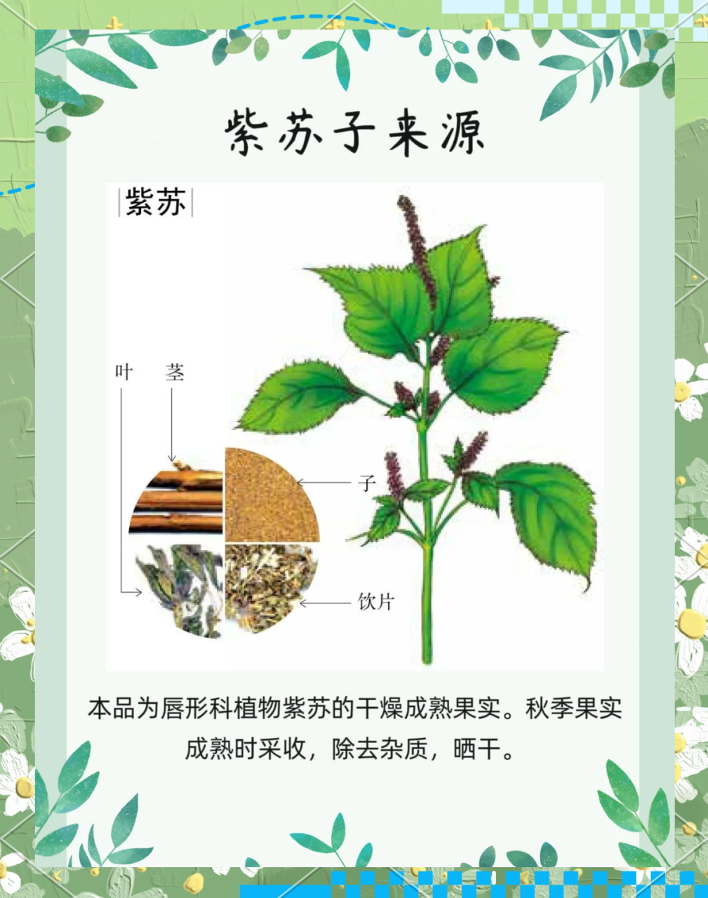 现代科学验证紫苏子的健康功效