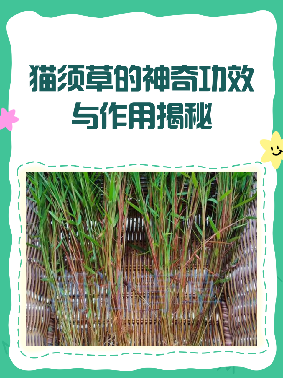 如何正确使用猫须草