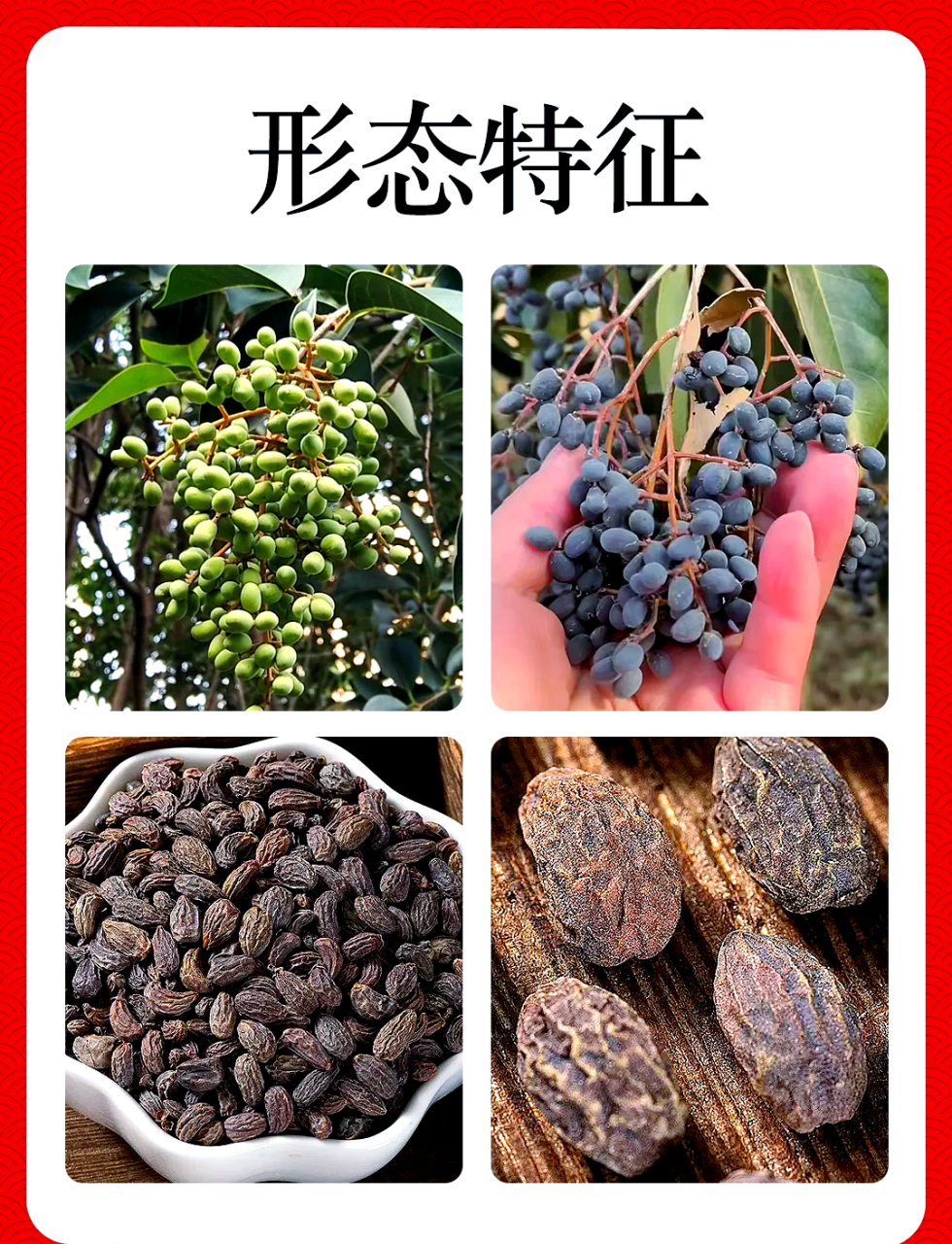 小贴士:如何挑选优质女贞子